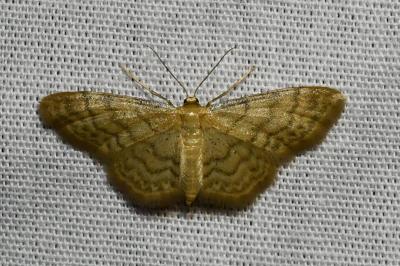 <i>Idaea dilutaria</i>