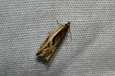 <i>Ancylis apicella</i>