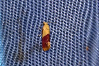 <i>Diceratura ostrinana</i>