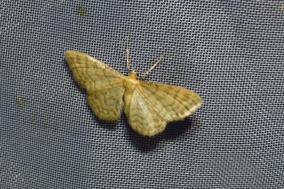 <i>Idaea dilutaria</i>