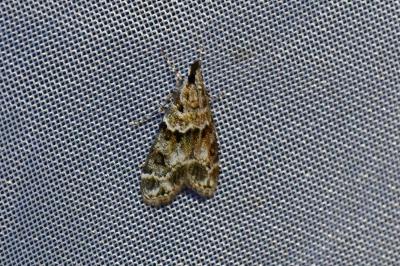 <i>Eudonia mercurella</i>