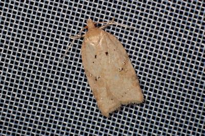 <i>Acleris ferrugana/notana</i>