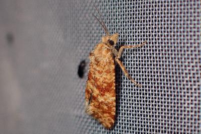 <i>Aethes margarotana</i>