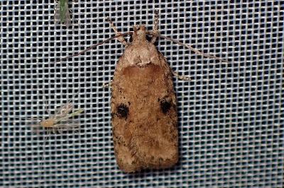 <i>Agonopterix</i>