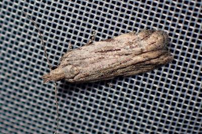 <i>Anarsia</i>