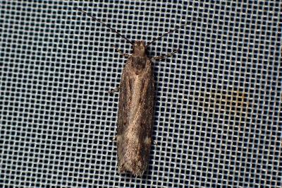<i>Aroga velocella</i>