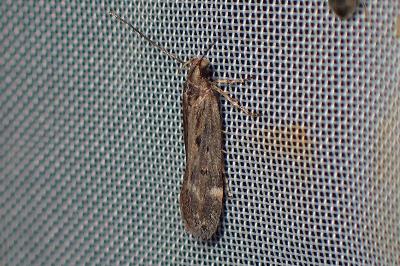 <i>Aroga velocella</i>