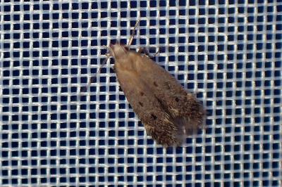 <i>Bryotropha</i>