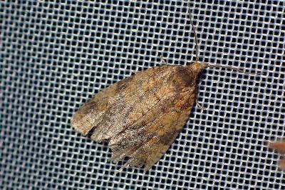 <i>Epagoge grotiana</i>