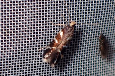 <i>Oxypteryx wilkella</i>