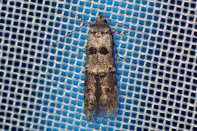 <i>Sorhagenia</i>