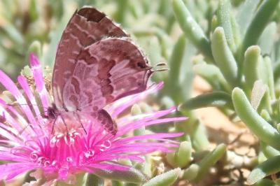 <i>Cacyreus marshalli</i>