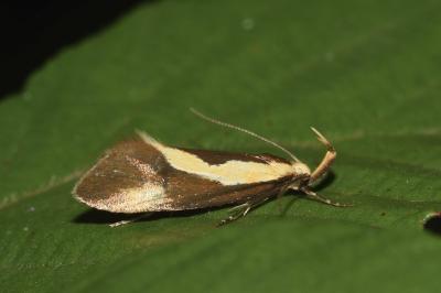 <i>Harpella forficella</i>