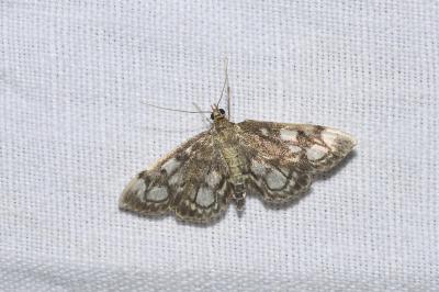 <i>Anania coronata</i>