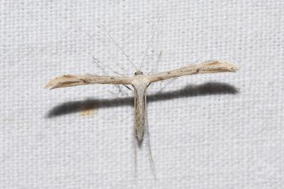 <i>Emmelina monodactyla</i>