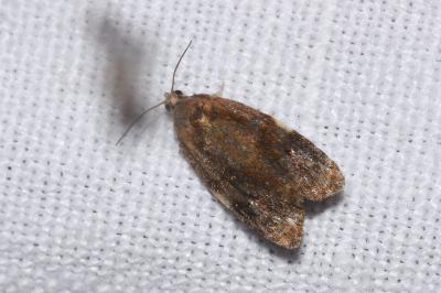 <i>Ditula angustiorana</i>