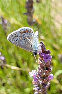 <i>Polyommatus icarus</i>