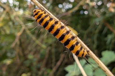<i>Tyria jacobaeae</i>