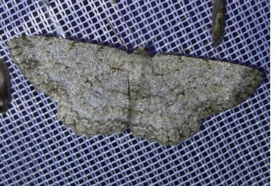 <i>Hypomecis punctinalis</i>