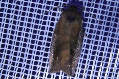 <i>Cosmia pyralina</i>