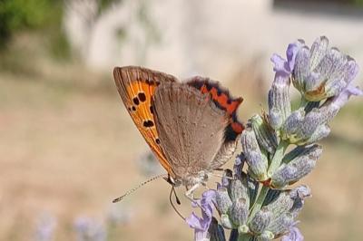 <i>Lycaena phlaeas</i>