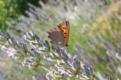 <i>Lycaena phlaeas</i>
