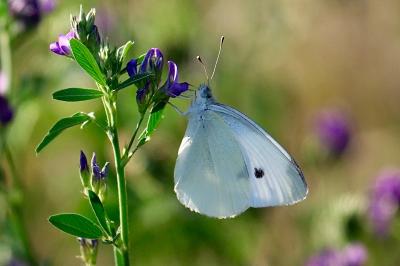 <i>Pieris rapae</i>