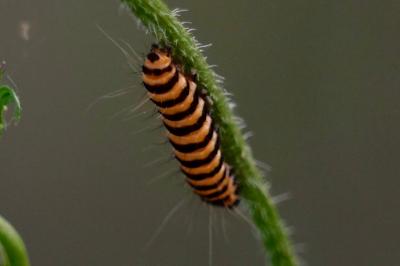 <i>Tyria jacobaeae</i>