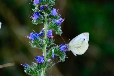 <i>Pieris napi</i>