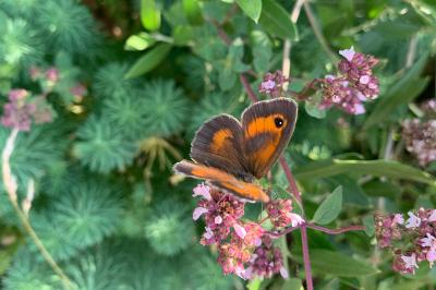 <i>Pyronia tithonus</i>