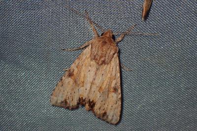 <i>Apamea sublustris</i>