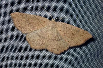 <i>Cyclophora ruficiliaria</i>