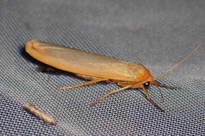 <i>Manulea complana</i>