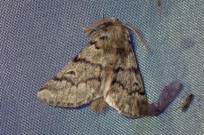 <i>Thaumetopoea processionea</i>