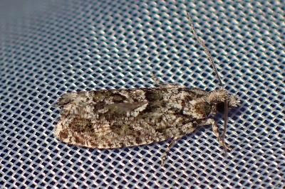 <i>Zeiraphera isertana</i>