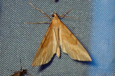<i>Gandaritis pyraliata</i>