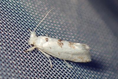 <i>Niphonympha dealbatella</i>