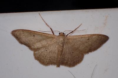 Idaea straminata