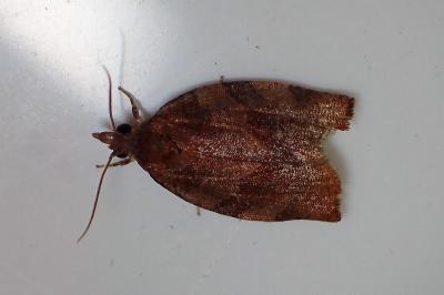 <i>Pandemis heparana</i>