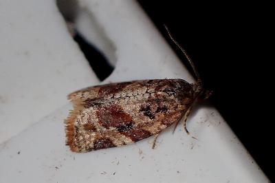 <i>Argyrotaenia ljungiana</i>