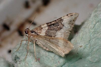 <i>Epirrhoe galiata</i>