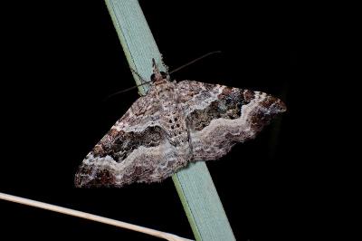 <i>Epirrhoe alternata</i>