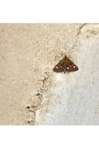 <i>Pyrausta aurata</i>