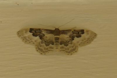 <i>Idaea rusticata</i>