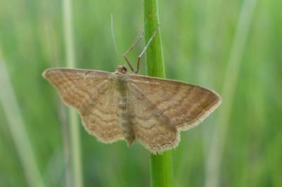 <i>Idaea ochrata</i>