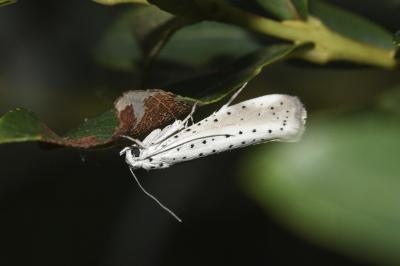 <i>Yponomeuta rorrella</i>