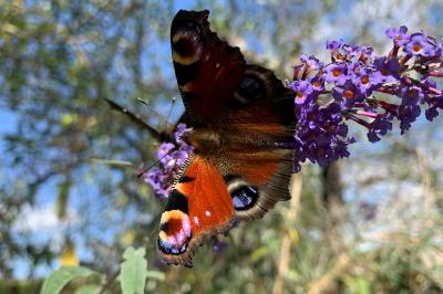 <i>Aglais io</i>