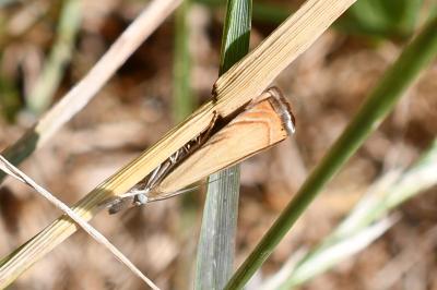 <i>Chrysoteuchia culmella</i>