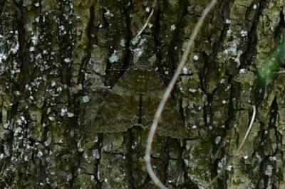 <i>Catocala elocata</i>