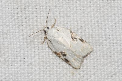 <i>Acleris kochiella</i>
